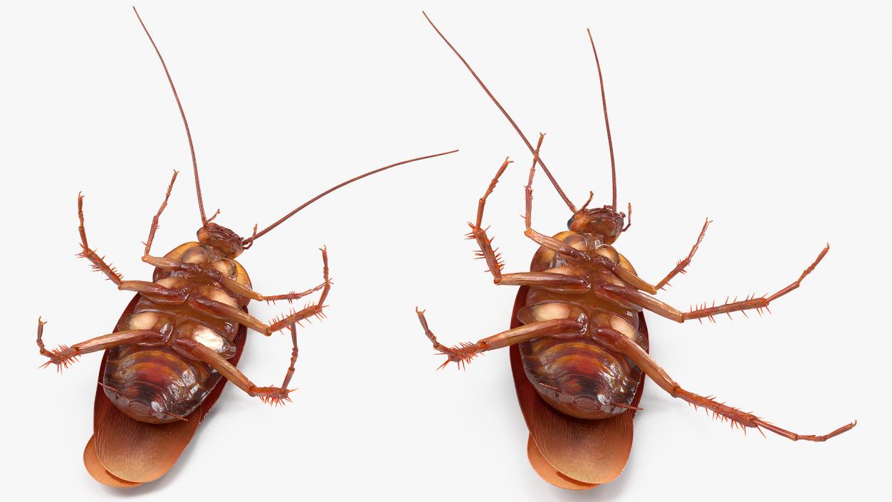 3D Animated Cockroach Upside Down Rigged for Cinema 4D