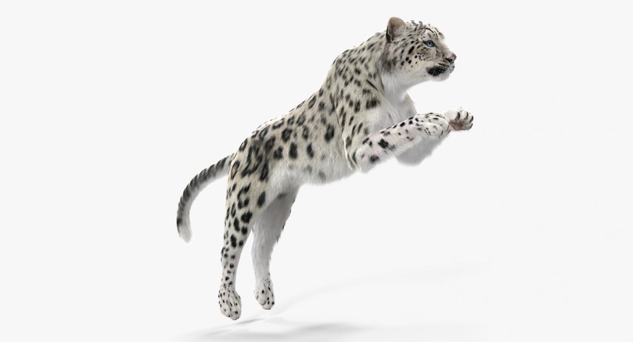 3D Panthera Uncia Jumping Pose with Fur