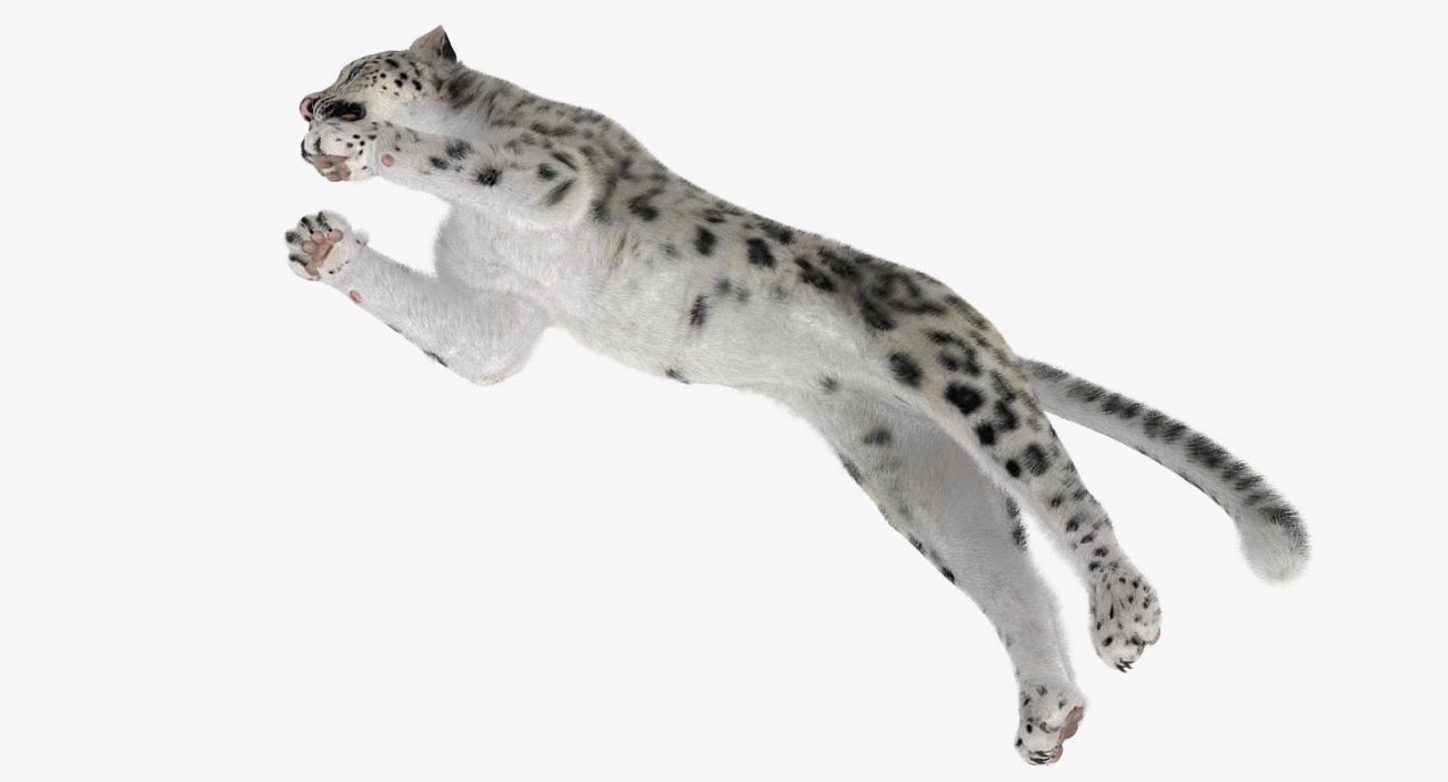 3D Panthera Uncia Jumping Pose with Fur