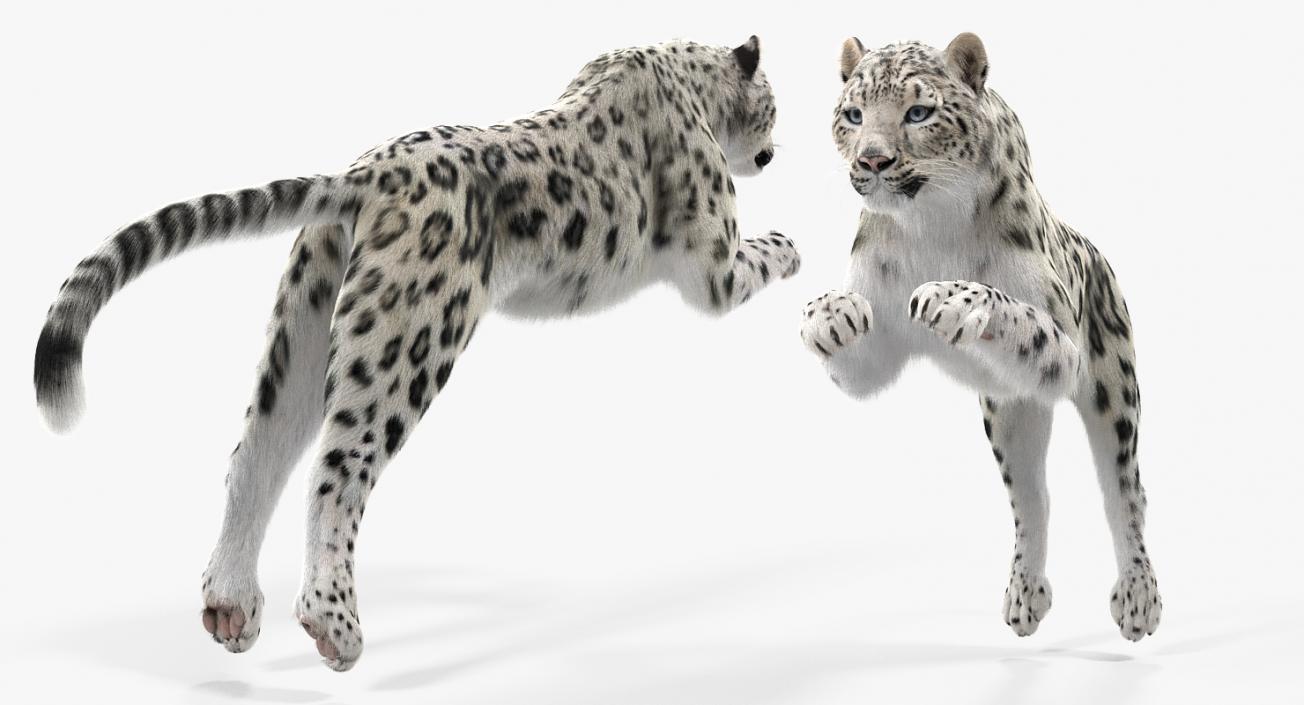 3D Panthera Uncia Jumping Pose with Fur