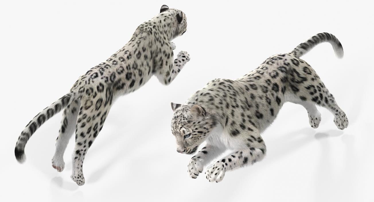 3D Panthera Uncia Jumping Pose with Fur