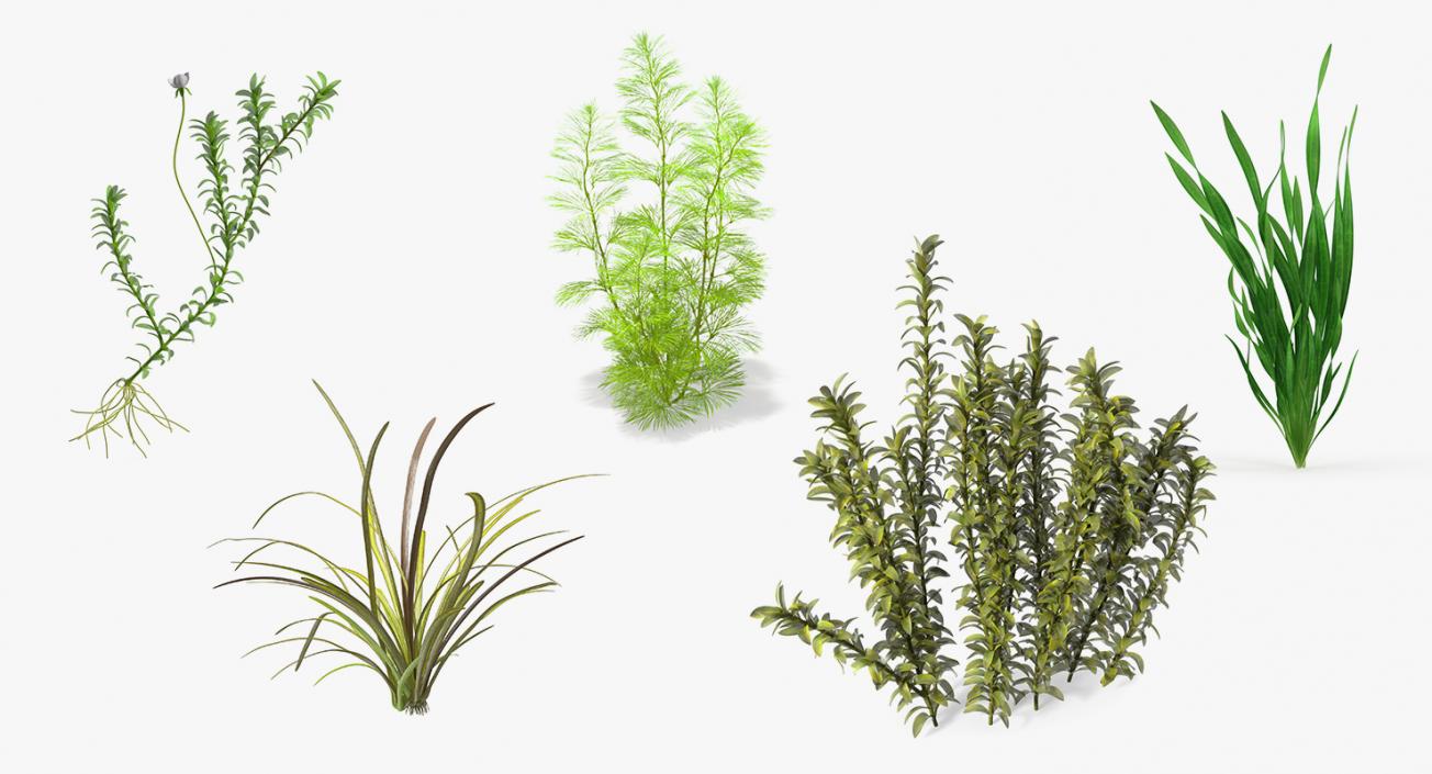 3D Aquarium Plants Collection 3 model