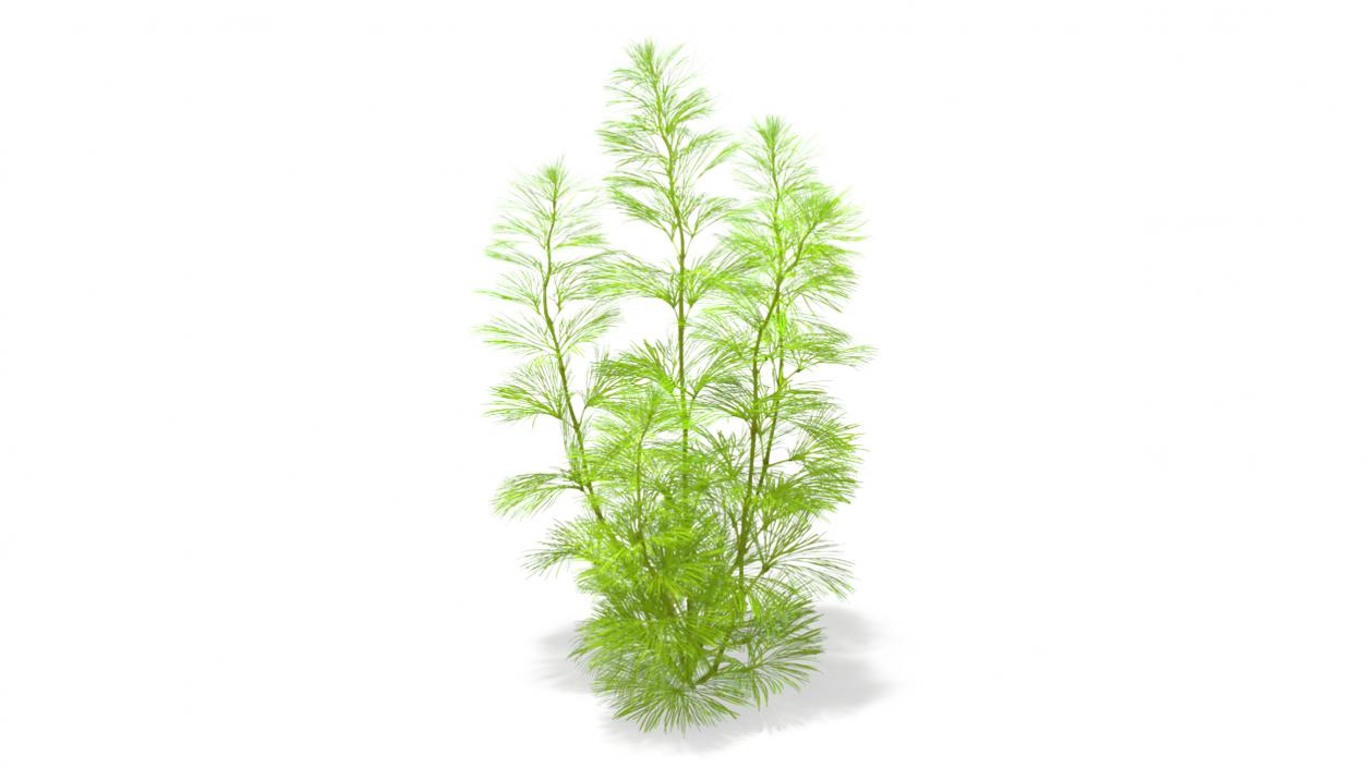 3D Aquarium Plants Collection 3 model