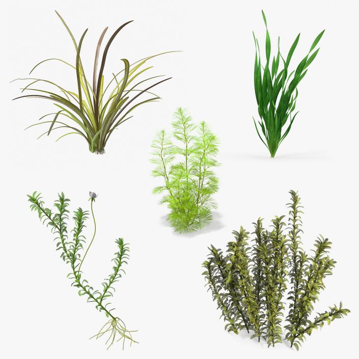 3D Aquarium Plants Collection 3 model