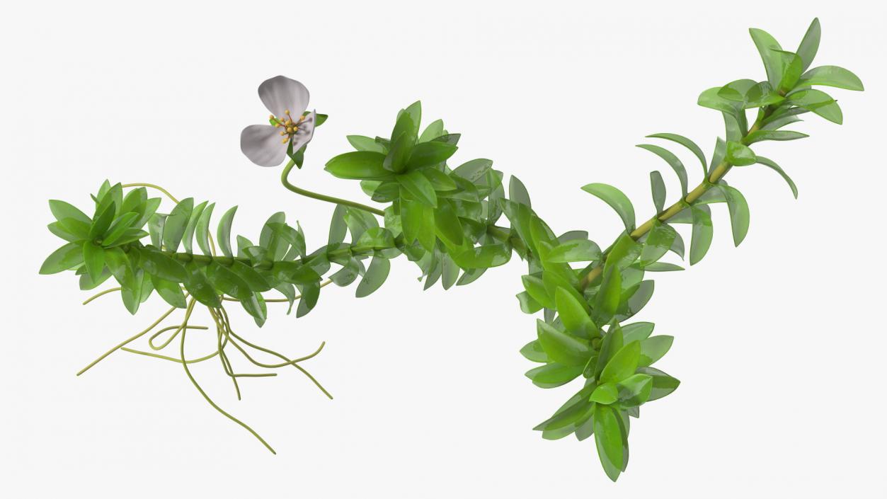 3D Aquarium Plants Collection 3 model