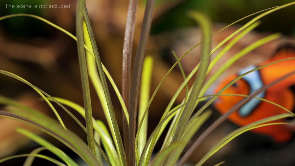 3D Aquarium Plants Collection 3 model