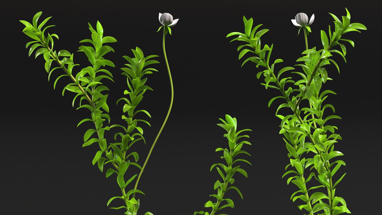 3D Aquarium Plants Collection 3 model