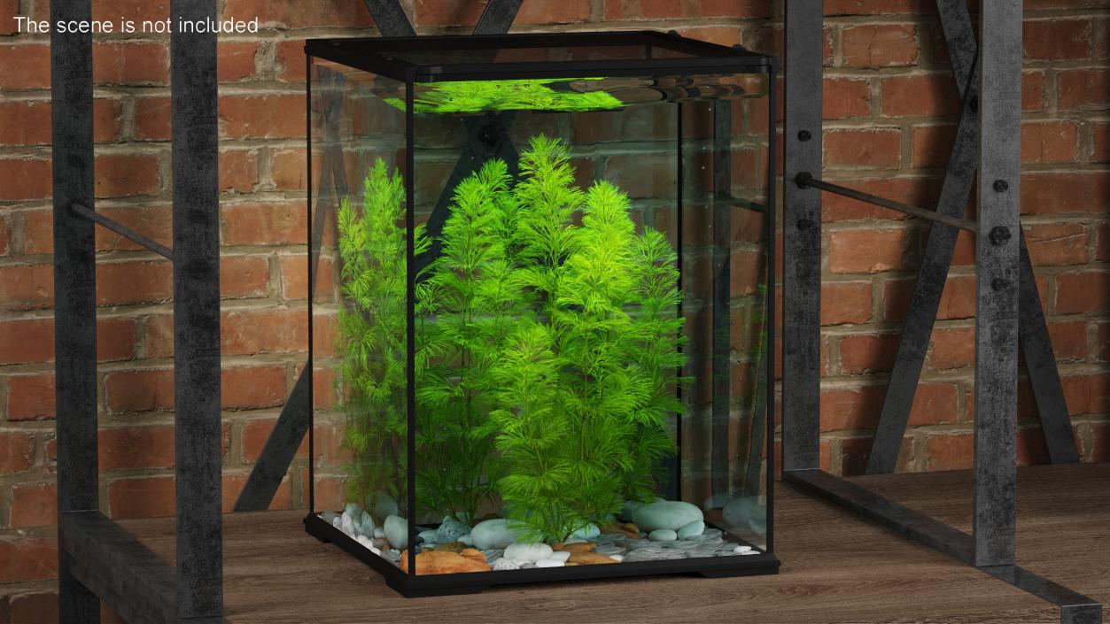 3D Aquarium Plants Collection 3 model