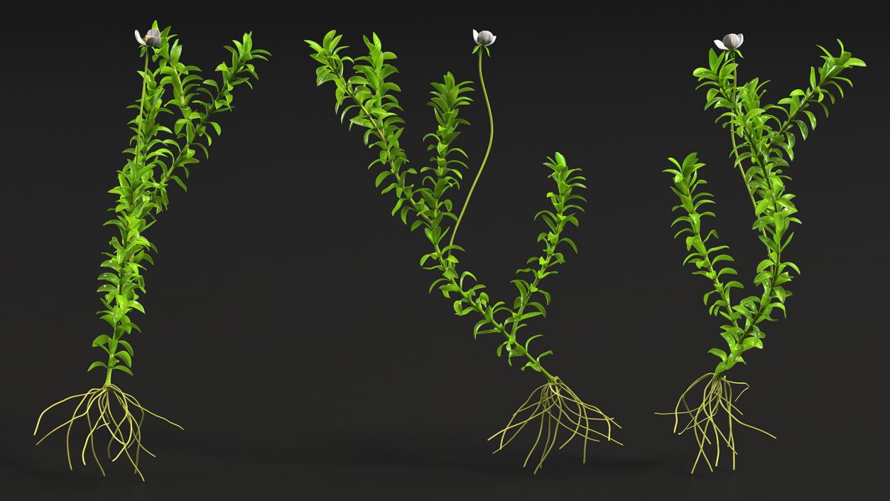 3D Aquarium Plants Collection 3 model