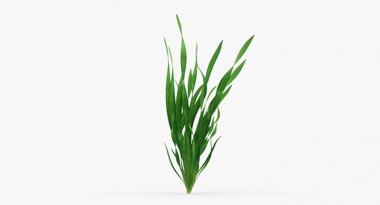 3D Aquarium Plants Collection 3 model