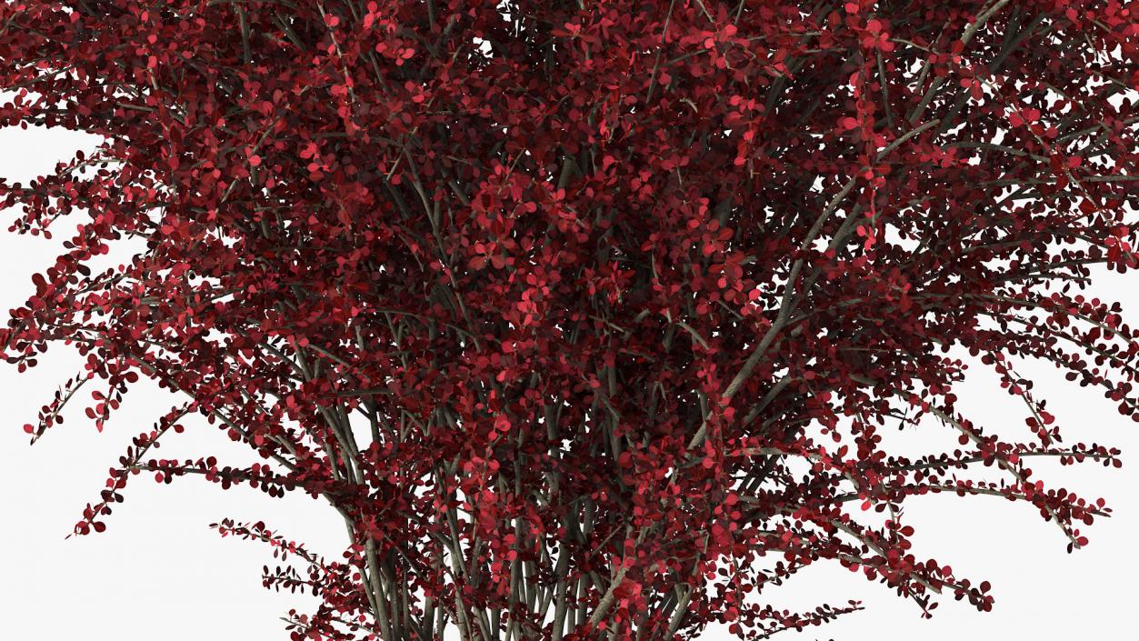 Barberry Bush Red 3D