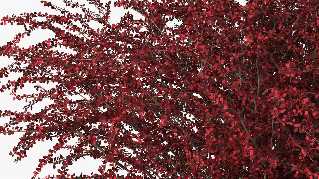 Barberry Bush Red 3D