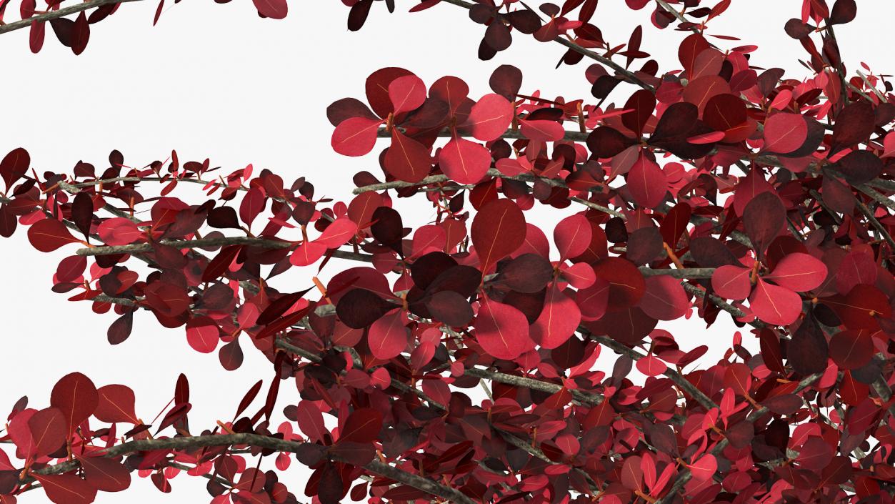 Barberry Bush Red 3D