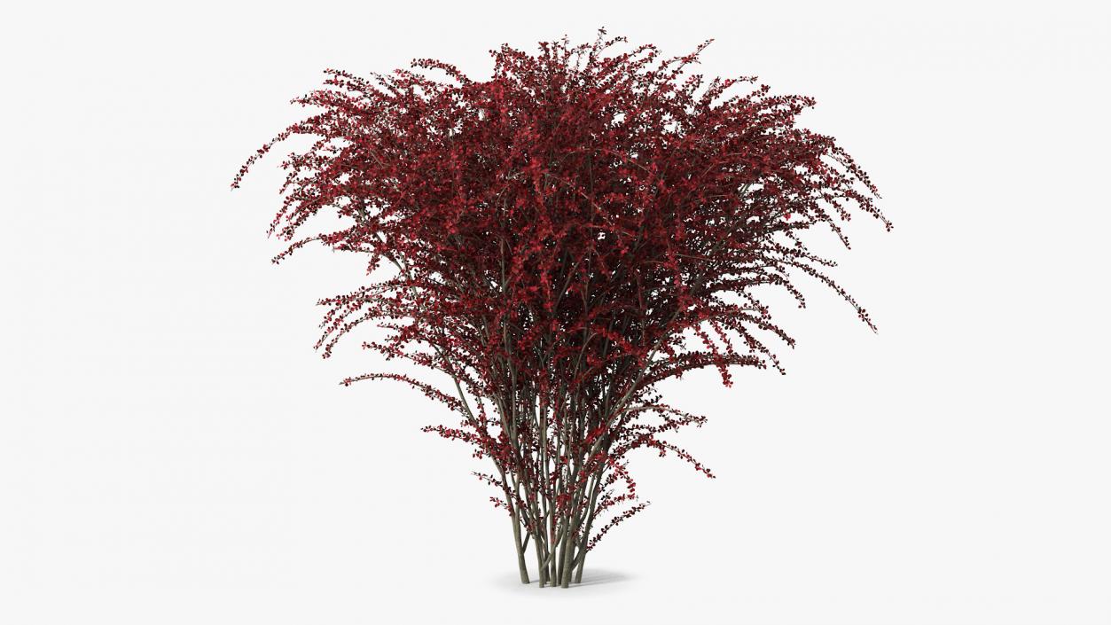 Barberry Bush Red 3D