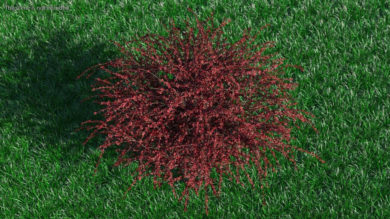 Barberry Bush Red 3D