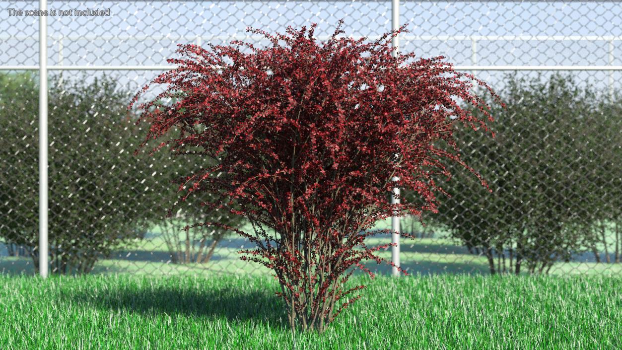 Barberry Bush Red 3D