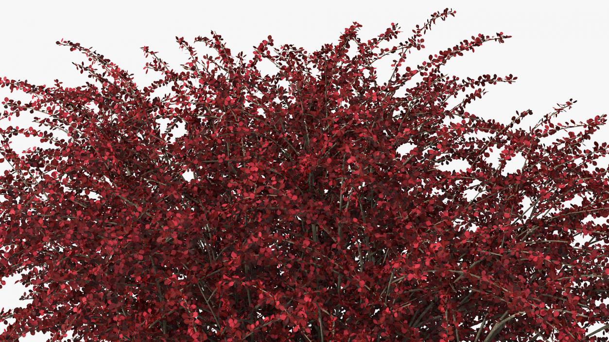 Barberry Bush Red 3D