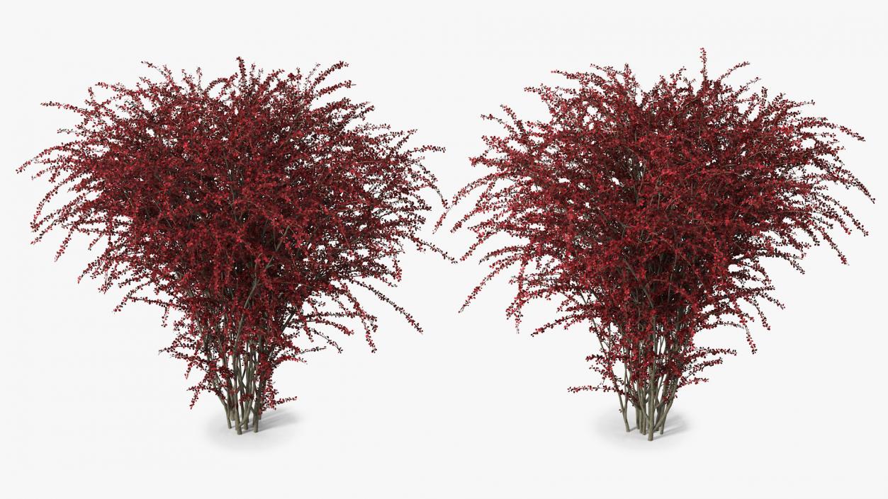 Barberry Bush Red 3D