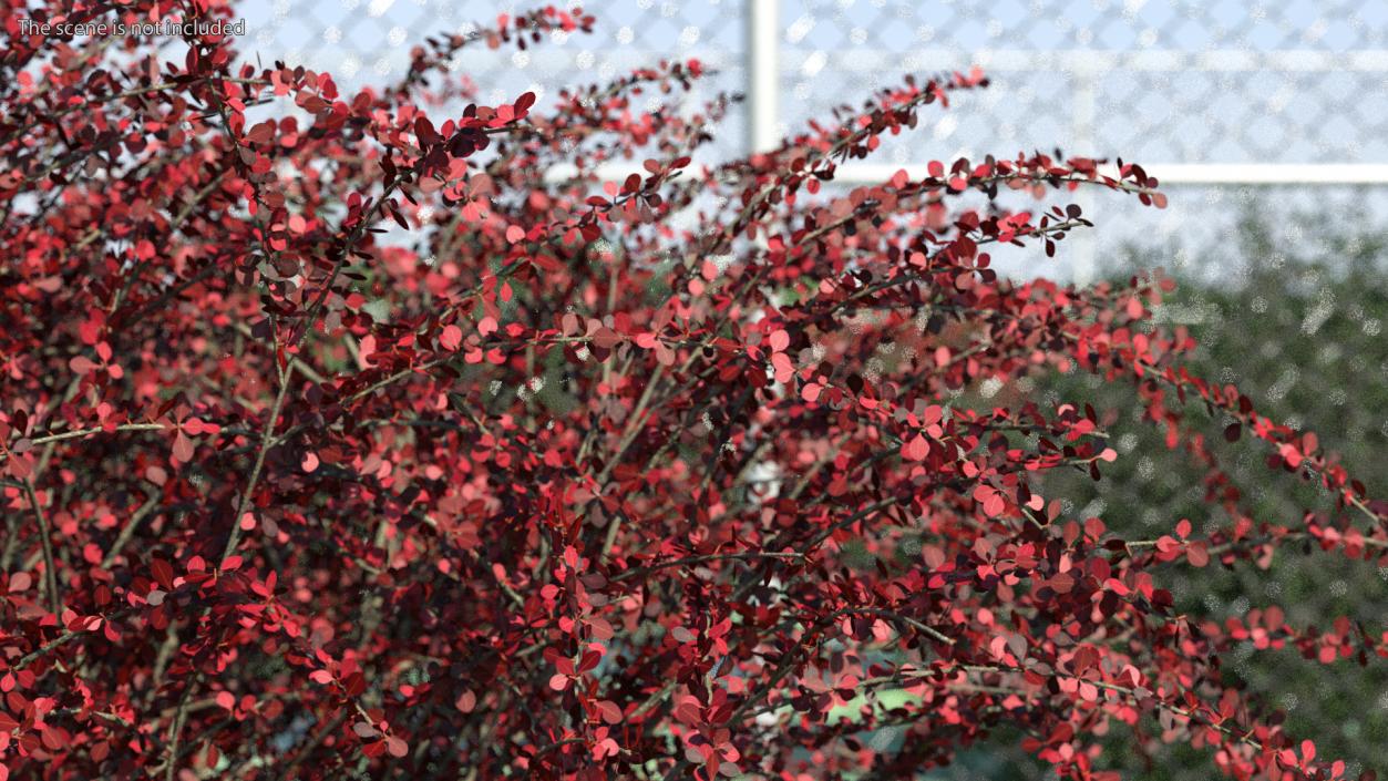 Barberry Bush Red 3D