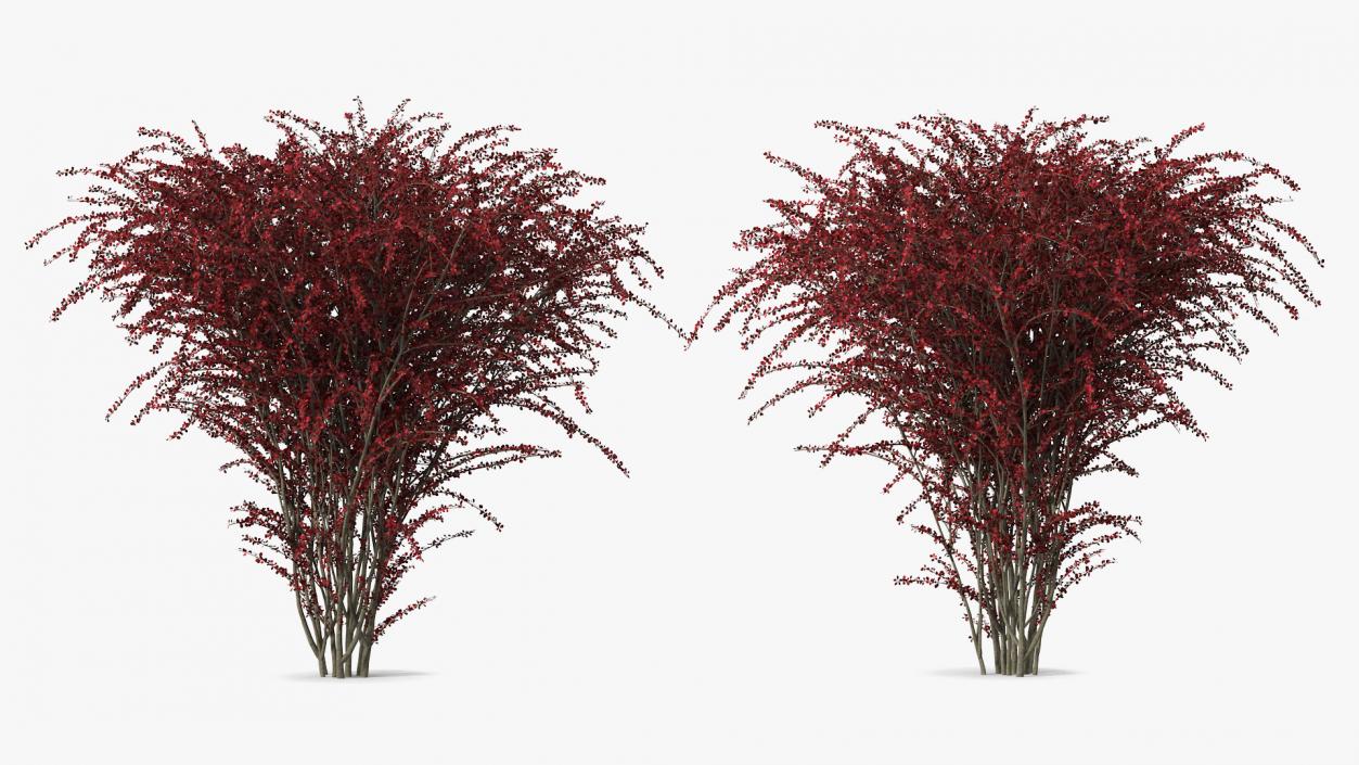 Barberry Bush Red 3D