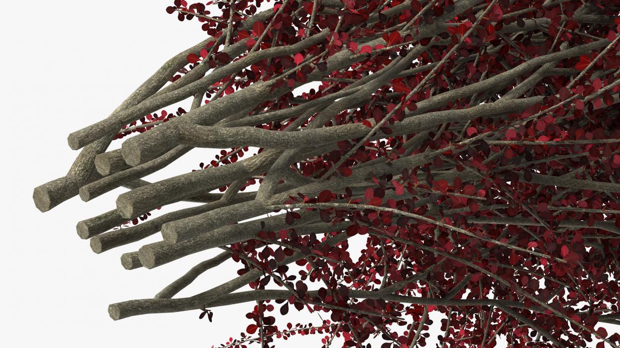 Barberry Bush Red 3D