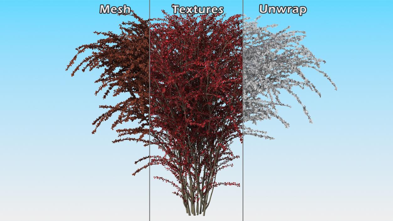 Barberry Bush Red 3D