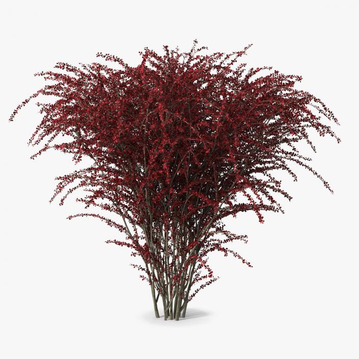 Barberry Bush Red 3D