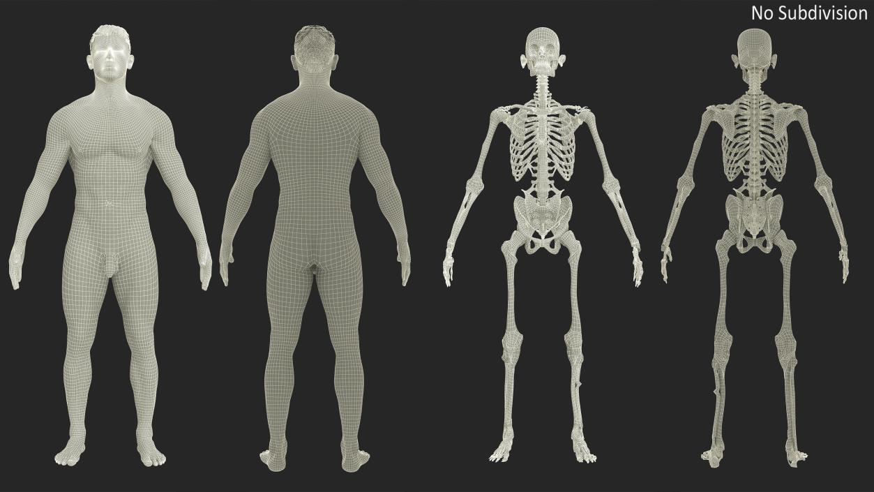 Realistic Male Full Body Anatomy 3D