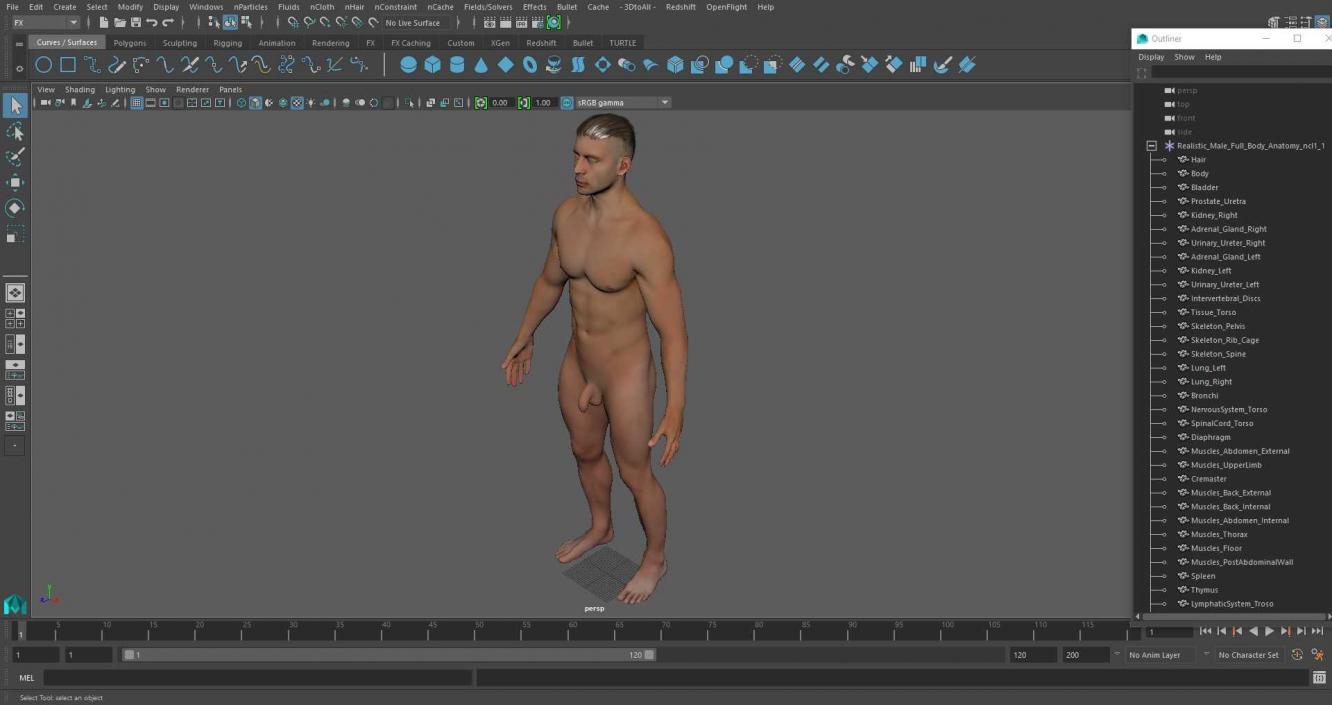 Realistic Male Full Body Anatomy 3D