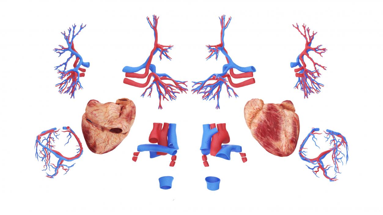 Realistic Male Full Body Anatomy 3D