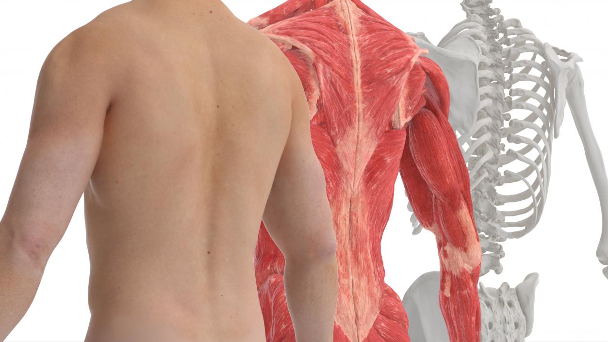 Realistic Male Full Body Anatomy 3D