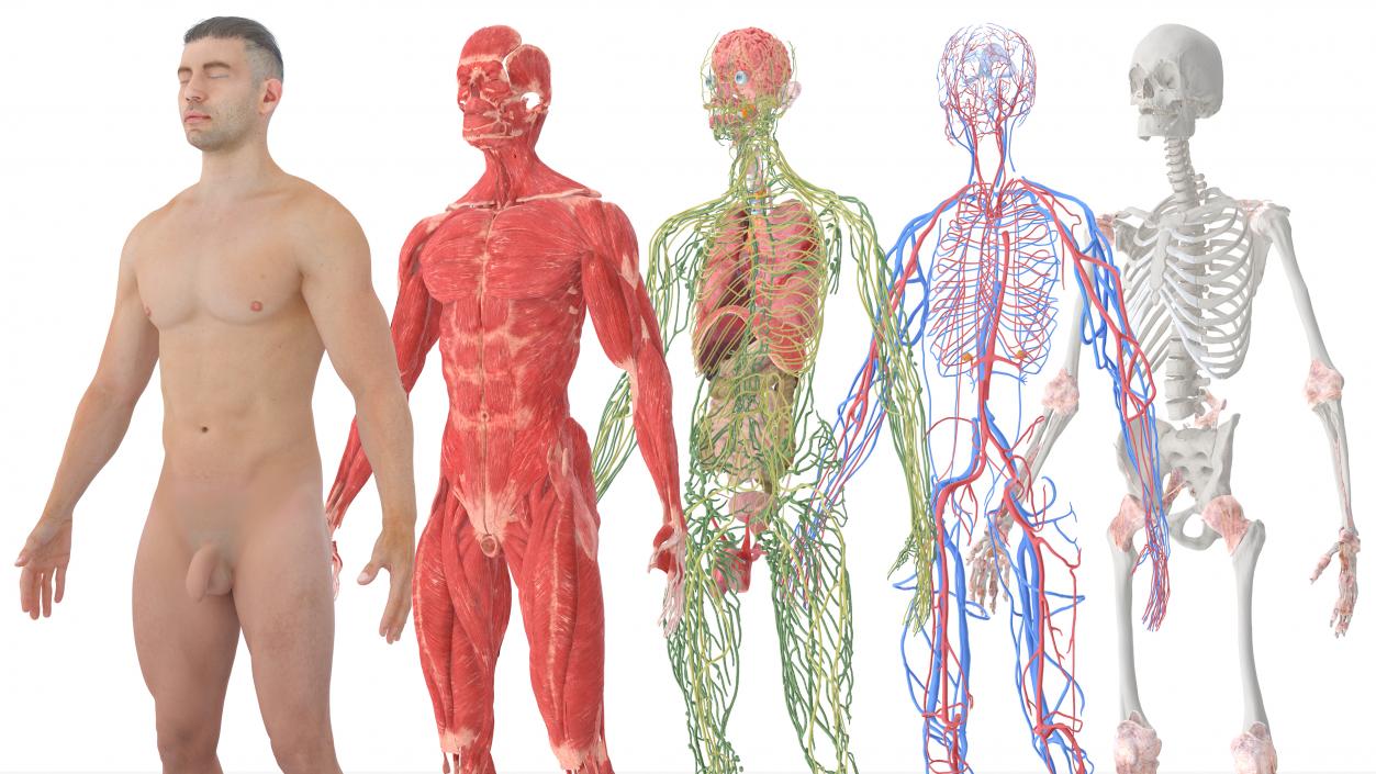 Realistic Male Full Body Anatomy 3D