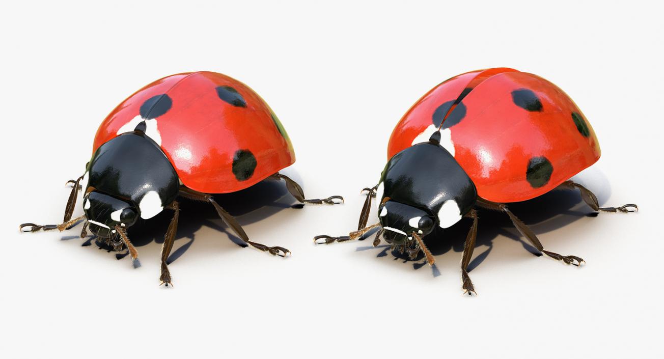 Insects Big Rigged 3D Models Collection 3D model