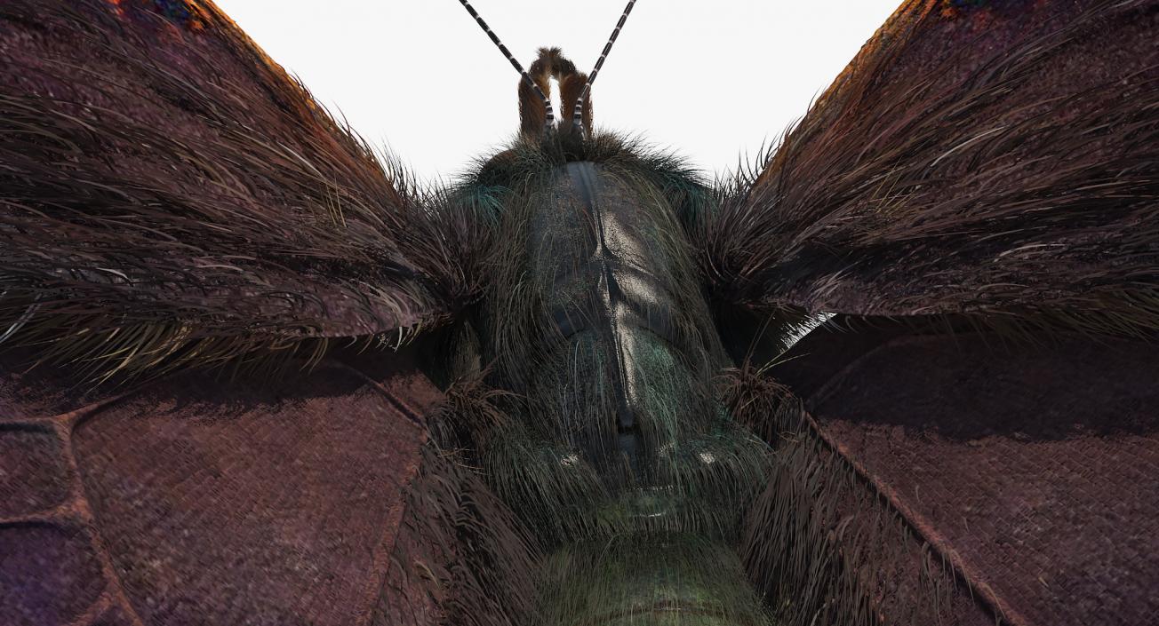 Insects Big Rigged 3D Models Collection 3D model