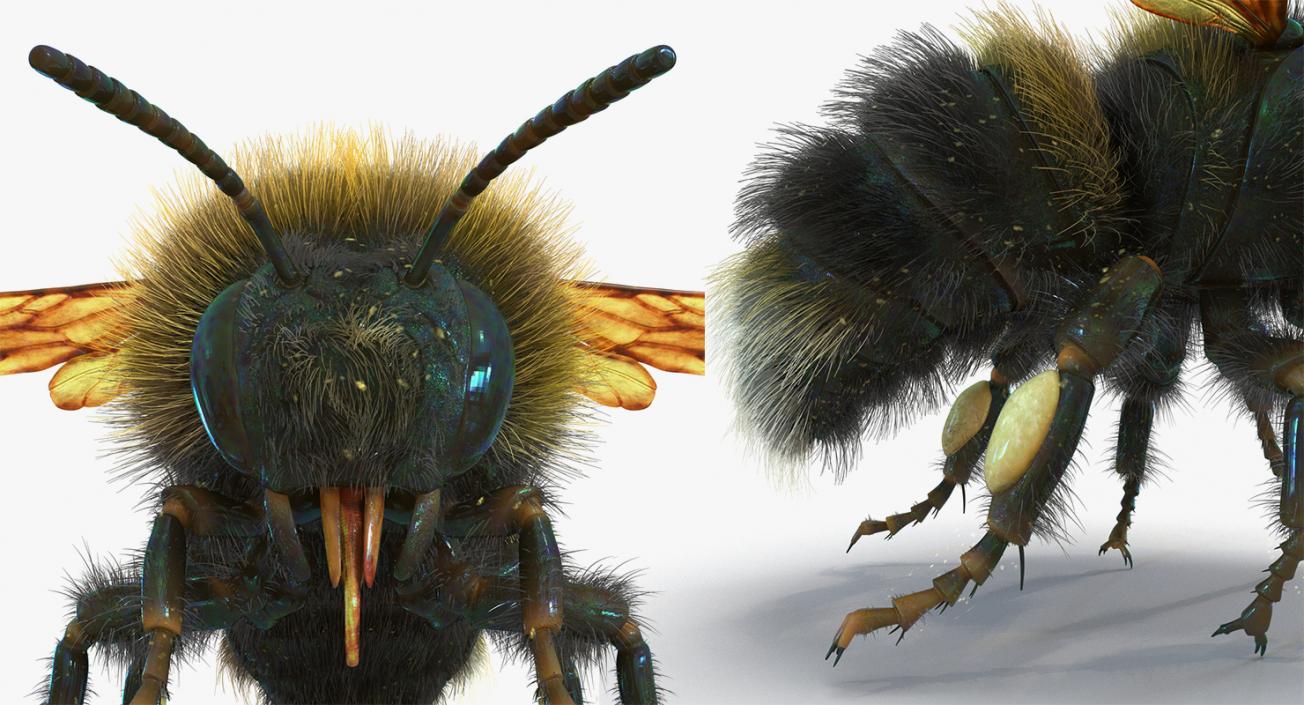 Insects Big Rigged 3D Models Collection 3D model