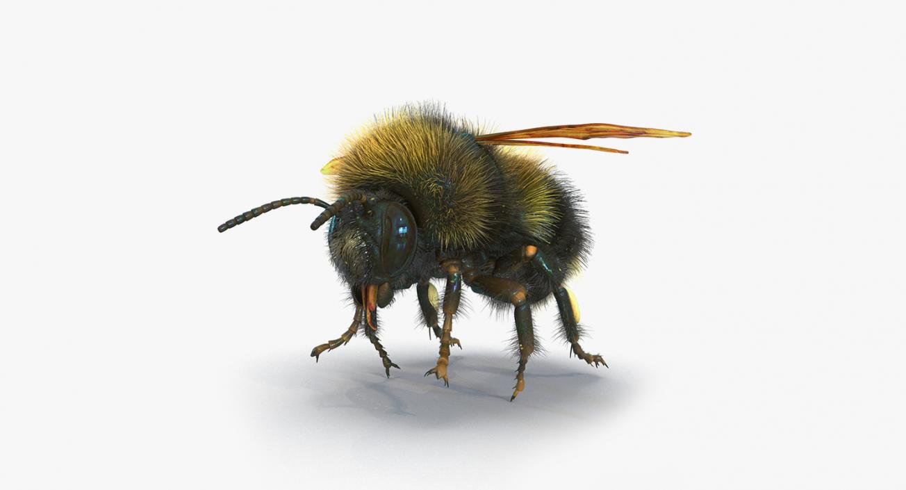 Insects Big Rigged 3D Models Collection 3D model