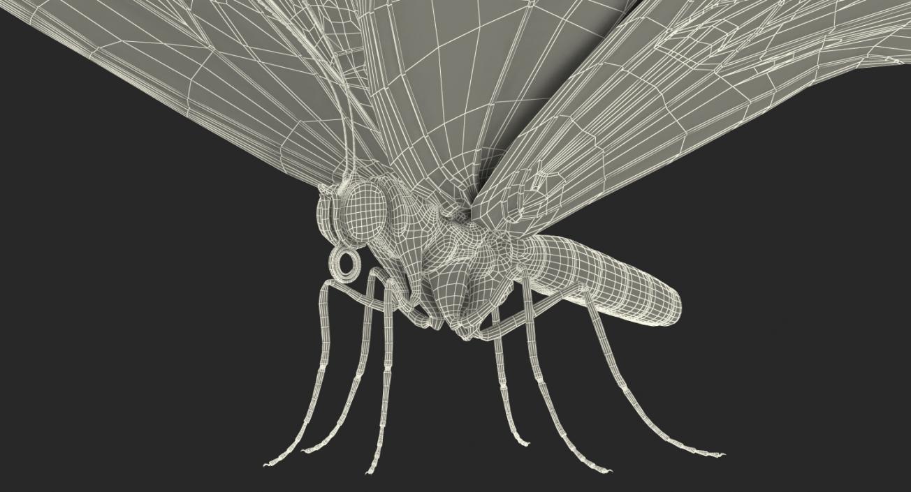 Insects Big Rigged 3D Models Collection 3D model