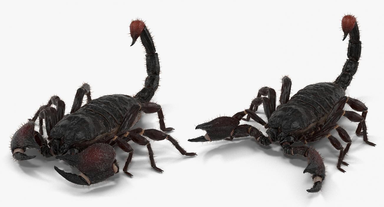 Insects Big Rigged 3D Models Collection 3D model