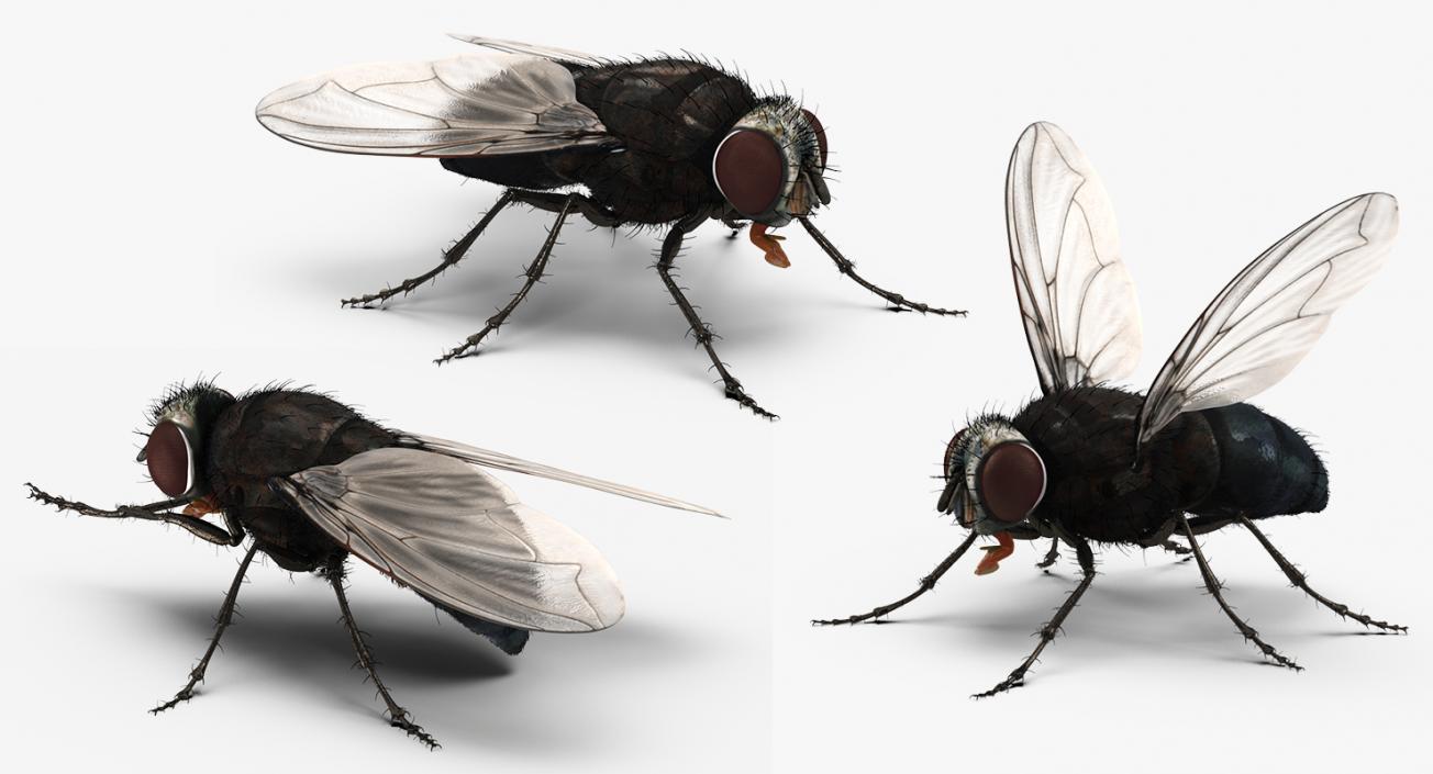 Insects Big Rigged 3D Models Collection 3D model