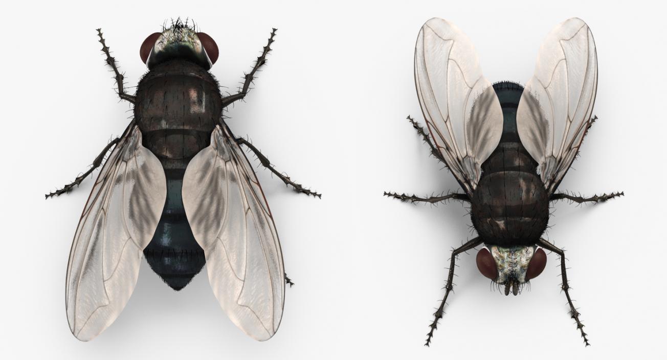 Insects Big Rigged 3D Models Collection 3D model