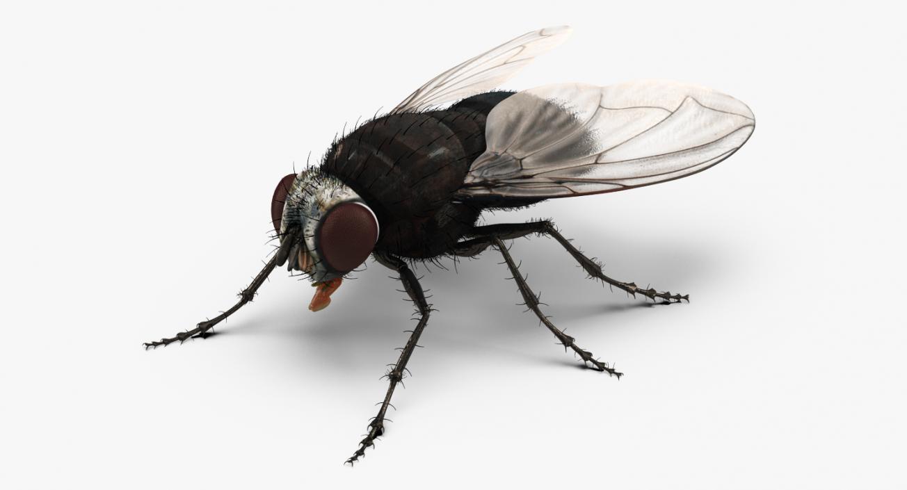 Insects Big Rigged 3D Models Collection 3D model