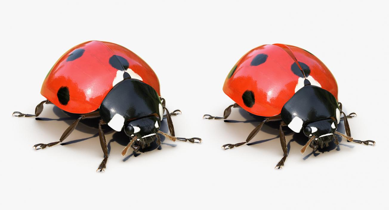 Insects Big Rigged 3D Models Collection 3D model