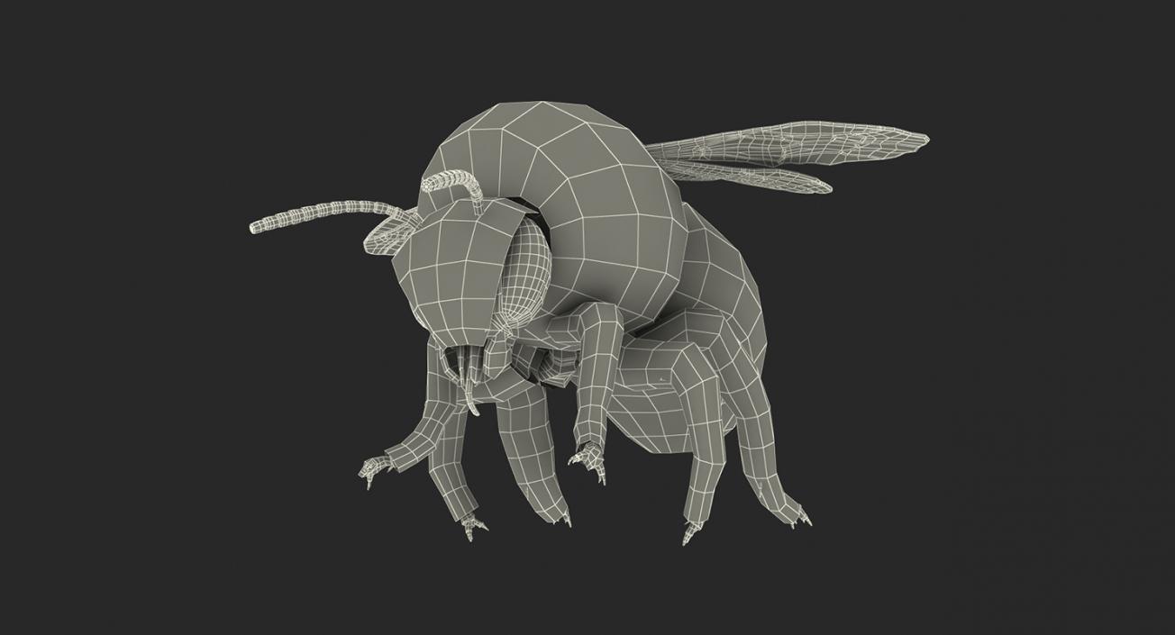 Insects Big Rigged 3D Models Collection 3D model