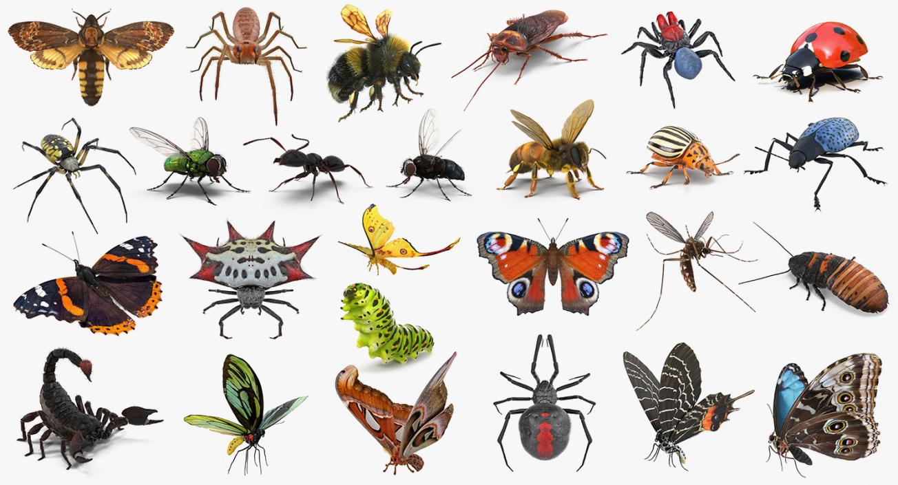 Insects Big Rigged 3D Models Collection 3D model