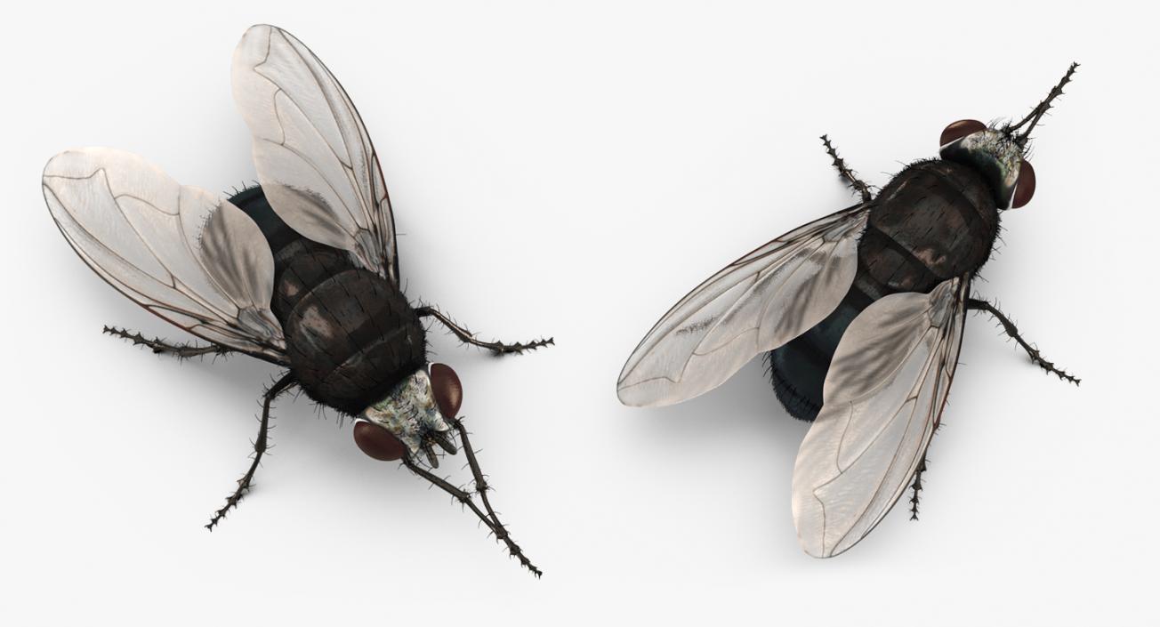 Insects Big Rigged 3D Models Collection 3D model