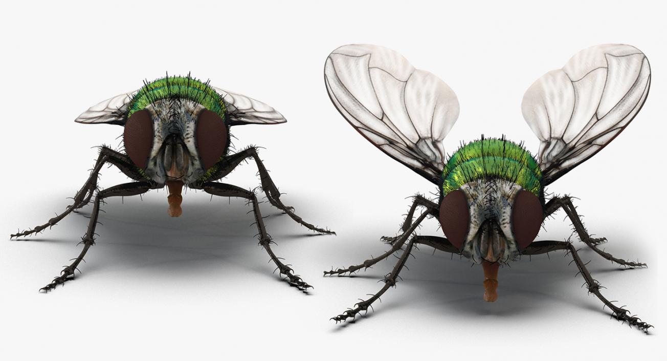 Insects Big Rigged 3D Models Collection 3D model