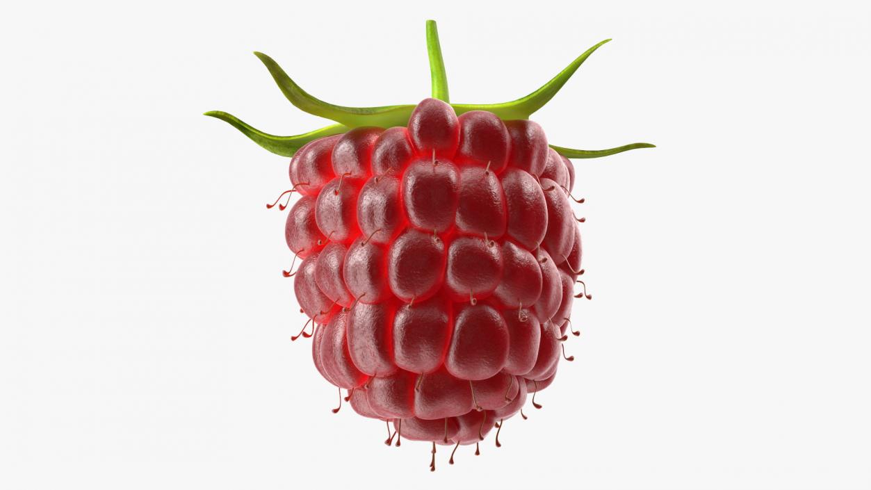 3D model Red Raspberry 2