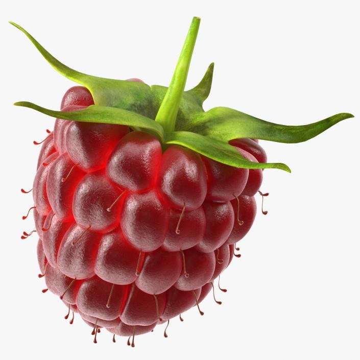 3D model Red Raspberry 2