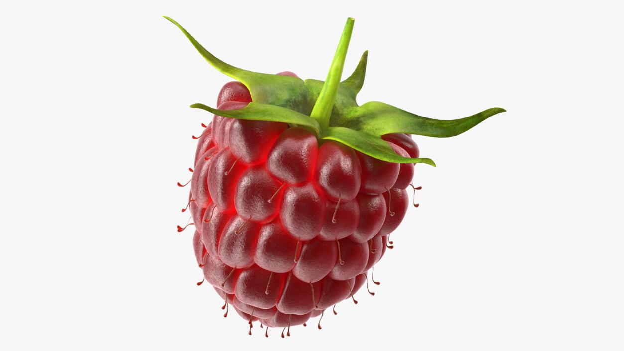 3D model Red Raspberry 2