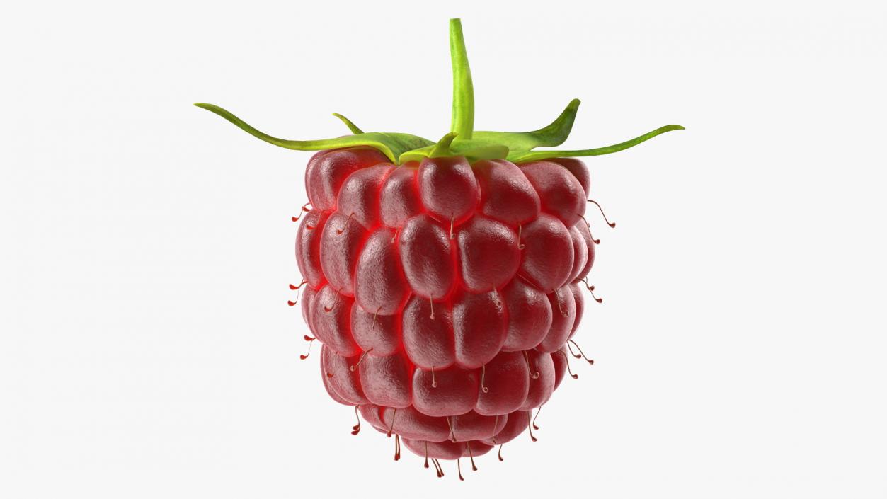 3D model Red Raspberry 2